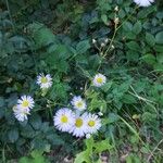 Erigeron strigosusFlower