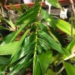 Dendrobium miyasakii Leaf