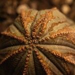 Euphorbia obesa Leaf