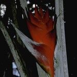 Heliconia caribaea Flower