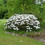 Rhododendron yakushimanum Habit