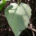 Mikania cordifolia Leaf