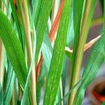 Crocosmia × crocosmiiflora Leaf