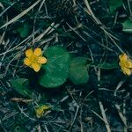 Ranunculus thora Flower