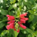 Salvia oxyphora Flor