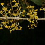 Lozanella enantiophylla Flor