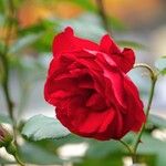 Rosa lucieae Kvet