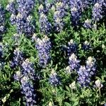 Lupinus subcarnosus عادت داشتن