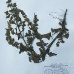 Salvia roborowskii Other