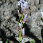 Arabis caerulea Bloem