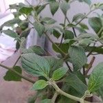 Capsicum pubescens Hoja