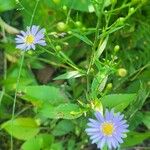 Symphyotrichum oolentangiense 葉