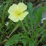 Oenothera triloba Hábito