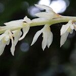 Bulbophyllum multiflorum Кветка