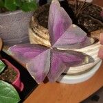 Oxalis triangularis Folla