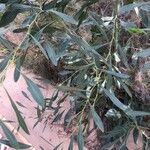 Acacia salicina Feuille