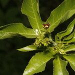 Jatropha gossypiifolia Frukt