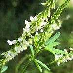 Melilotus albus Flower