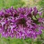 Orchis x hybrida Other