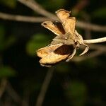 Hibiscus boryanus Vrucht