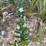 Psychotria deverdiana Plante entière