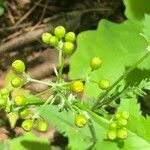 Senecio ampullaceus Кветка