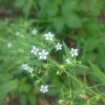 Thesium linophyllon Flower