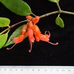 Aeschynanthus hookeri Flower