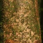 Allophylus angustatus 樹皮