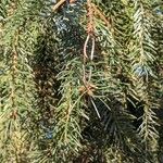 Picea omorika Habitatea