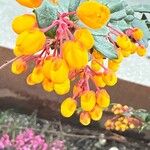 Berberis darwiniiЦветок