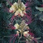 Caesalpinia gilliesii Květ