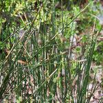Scirpoides holoschoenus Hábitos