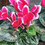 Cyclamen persicum Flors