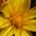 Crepis modocensis Λουλούδι