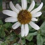 Leucanthemum maximumফুল