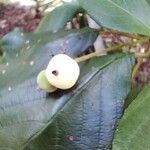 Guettarda viburnoides Fruit
