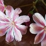 Lewisia longipetala ᱵᱟᱦᱟ