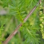 Lepidium didymum Hoja