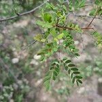 Prosopis pubescens Лист