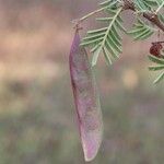 Vachellia abyssinica Плод
