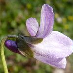 Viola × scabra