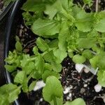 Triodanis perfoliata Hoja