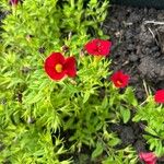 Calibrachoa parviflora Kwiat