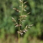 Eragrostis minor Õis