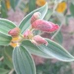 Tibouchina urvilleana Other