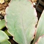 Kalanchoe fedtschenkoi ᱥᱟᱠᱟᱢ