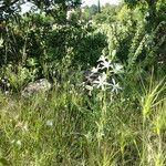 Ornithogalum narbonense Floare