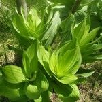 Veratrum californicum পাতা