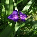 Tradescantia × andersoniana Flower